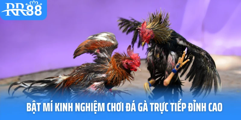 Bật mí kinh nghiệm chơi đá gà trực tiếp đỉnh cao